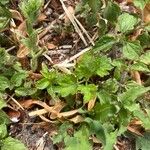 Ranunculus multifidus Hoja