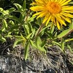 Inula ensifolia Hoja