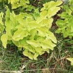 Aristolochia clematitisLeaf