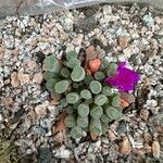 Frithia pulchra Цвят