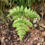 Gymnocarpium robertianum Hoja