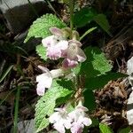 Melittis melissophyllum Flower