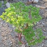 Euphorbia peplus 形态