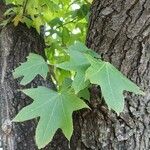 Liquidambar formosana Φύλλο