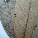 Aniba terminalis Leaf