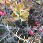 Berberis aetnensis برگ