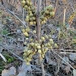 Toxicodendron rydbergii Fruit