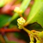 Austrobuxus eugeniifolius Flower