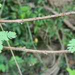 Mimosa diplotricha 树皮