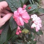 Impatiens wallerianaCvet