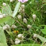 Camelina sativa Fruto