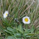 Bellis pappulosa Habit