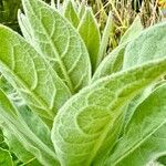 Verbascum densiflorum 葉