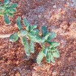 Frankenia pulverulenta Hoja