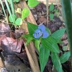 Commelina virginica Цветок