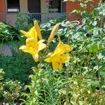 Lilium bulbiferum आदत