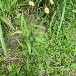 Lactuca indica Habitatea