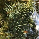 Abies concolor Frunză