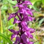 Orchis mascula Blüte