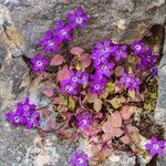 Campanula specularioides Flower
