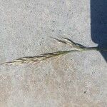 Avenula pubescens Fula