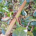 Phytolacca icosandra Bark