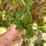 Bidens pilosaLapas