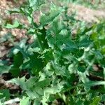 Sonchus tenerrimus Feuille