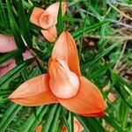 Freycinetia cumingiana फूल