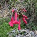 Cantua buxifolia 花