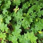 Geranium aculeolatum Leaf