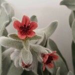 Cynoglossum dioscoridis Λουλούδι