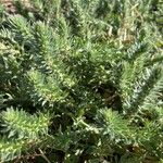 Verbena bracteata Leaf