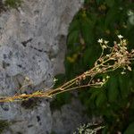 Saxifraga hostii Ekosanga
