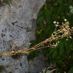 Saxifraga hostii кора