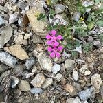 Saponaria calabrica Flower