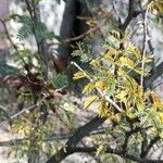 Mimosa aculeaticarpa Hoja