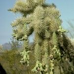 Cylindropuntia fulgida Fruto