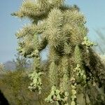 Cylindropuntia fulgida Плід