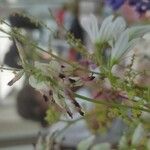 Fumaria parviflora Kukka