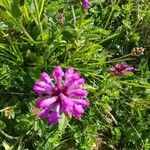 Betonica hirsuta Flower