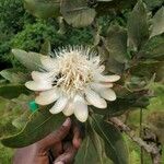 Protea caffra 花
