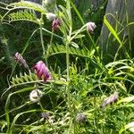 Vicia benghalensis Hábitos