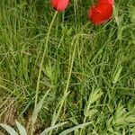 Tulipa planifolia Tabia