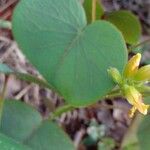 Oxalis cordata