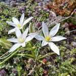 Ornithogalum gussonei Flower