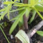 Geranium columbinum পাতা