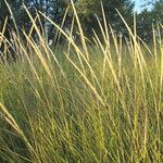 Ammophila breviligulata Habitus