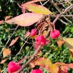 Euonymus atropurpureus Fruit