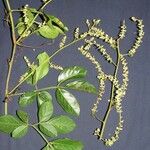 Serjania mexicana 其他